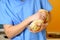 Veterinarian examining guinea pig at veterinary office