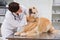 Veterinarian examining teeth of a cute dog