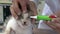 Veterinarian examining and treat a kitten