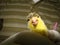 Veterinarian examining a yellow bird. Canary. Inflammation around the beak Exotic veterinarian. Bird veterinarian. Veterinary medi