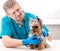 Veterinarian examining Yorkshire Terrier dog with stethoscope