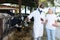 Veterinarian and farmer cows at farm