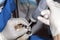 A veterinarian feeding a baby Gazelle