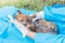 The veterinarian feeding medicine to rabbit by syringe