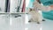 Veterinarian Gives Cute White Kitten Vaccination