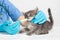 The veterinarian gives the kitten medicine or vitamins. Diseases in kittens, a remedy for the treatment of lichen, fleas