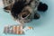 Veterinarian gives a pill to a cat. Exotic Shorthair