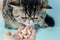 Veterinarian gives a pill to a cat. Exotic Shorthair