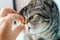 Veterinarian gives a pill to a cat. Exotic Shorthair