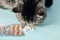 Veterinarian gives a pill to a cat. Exotic Shorthair