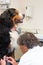 Veterinarian giving big dog an infusion