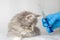 Veterinarian giving injection to Grey Persian Little fluffy Maine coon kitte at vet clinic. Cat looks to the syringe. - Medicine,
