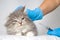 Veterinarian giving injection to Grey Persian Little fluffy Maine coon kitte at vet clinic. Cat looks to the syringe. - Medicine,