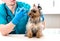 Veterinarian giving an injection to Yorkshire Terrier dog