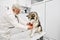 Veterinarian giving medicines to malamute in clinic.