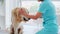 Veterinarian and golden retriever dog