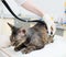 Veterinarian hand examining a devon rex cat with stethoscope