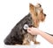 Veterinarian hand examining a puppy. isolated on white background