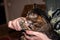 Veterinarian hands giving grug cute brown tabby cat holding with paws syringe at home