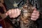 Veterinarian hands giving grug cute brown tabby cat holding with paws syringe at home