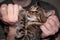 Veterinarian hands giving grug with syringe cute brown tabby cat at home