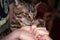 Veterinarian hands giving grug with syringe cute tabby cat at home