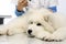 Veterinarian hands makes an injection to the dog on table in vet