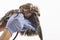 Veterinarian holding and checkup young Red-backed Sea-eagle with