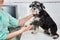 Veterinarian holding domestic dog& x27;s paw