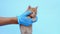 The veterinarian is holding a ginger little kitten friendly in the hands in medical gloves on a blue background