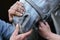 Veterinarian holding horse mouth closed, after feeding it sedative, close-up detail