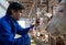 Veterinarian holding syringe in front of cows in stable