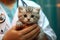 The veterinarian holds a cute kitten in his hands, close-up. Animal care. Scheduled inspection.