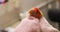 The veterinarian holds the parrot wrapped in terry cloth to prevent it from biting. A veterinarian examines a sick