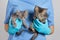 The veterinarian holds two gray kittens in his hands. Treatment of animals, clinic for pets.