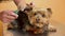 Veterinarian inspecting dog ears with otoscope on table at animal hospital