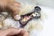 Veterinarian inspecting dog teeth with plaque, cavity,  gingivitis problem