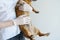 The veterinarian inspects the dog. Dog dabak at the reception in the veterinary clinic.