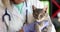 Veterinarian keeps a gray cat in a veterinary clinic