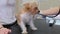 A veterinarian listens to the heart of a dog terrier with a stethoscope.