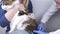 The veterinarian makes an injection intramuscularly to the Norwegian forest cat, who is sitting in the arms of the mistress. The c