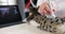 The veterinarian makes an ultrasound kitten, close-up