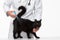 Veterinarian making injection to black cat