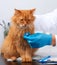 Veterinarian man in a white medical coat and blue sterile gloves sits at a table and examines an adult fluffy red cat