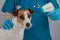 A veterinarian measures the temperature of a Jack Russell Terrier dog with a non-contact electronic thermometer.