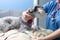 Veterinarian measuring the blood pressure of a miniature schnauzer