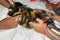 a veterinarian performs acupuncture therapy on cats