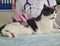 Veterinarian performs ultrasound of abdominal cavity of domestic cat