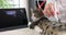 Veterinarian performs ultrasound scan of abdomen of domestic cat