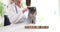 Veterinarian petting cat in veterinary clinic